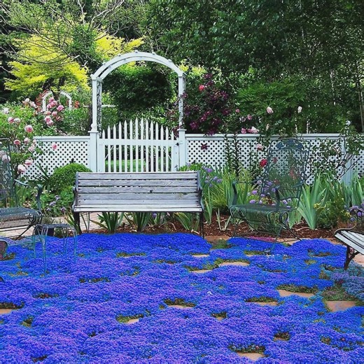 Blue Creeping Thyme Seeds - Non-GMO - Easy-Grow - Fragrant Ground Cover Plants - Thymus Serpyllum