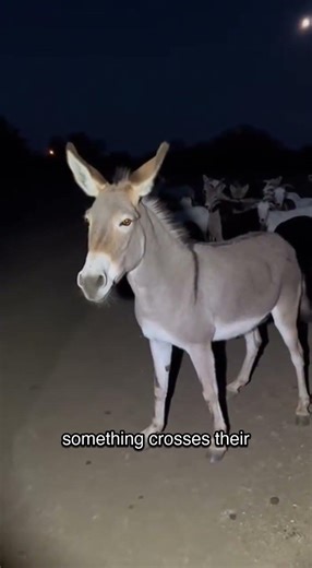 Donkey That Secured a Texas Herd