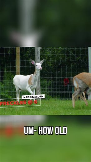 Understanding Freckles' Piebald Genetics and Breeding Success