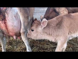 The Sweetest Baby calves Bonding With Mama