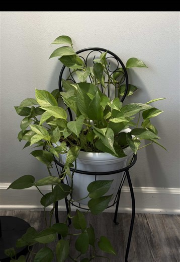 It’s never to early :) This spider plant has been in water for months now. Time for a pot. #plants