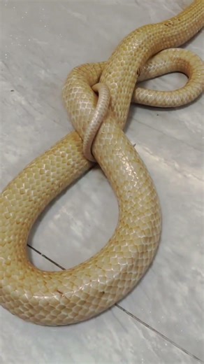 Is Chinese Rat Snake Venomous? 😱 Know the Truth! | Chinese Rat Snake Venom Truth Revealed!