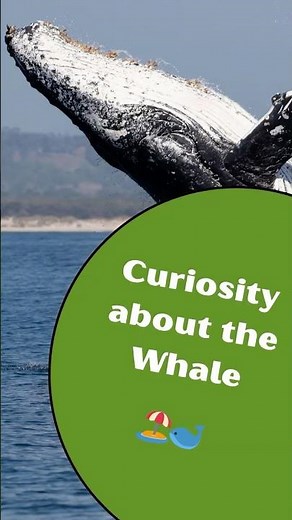 4 Tons of Food a Day? The Secret of Whales 🦐 #animalfacts #whale #facts