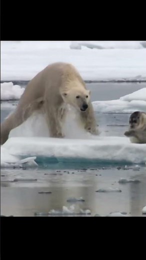 Can we Survive Polar Bear Attack?