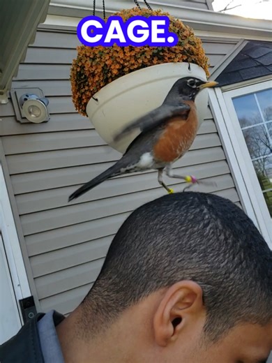 Bird Care Tips for Pet Owners: Essential Guide