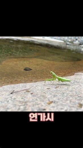 Does the Horsehair Worm Hijack a Mantis's Brain to Lure It Into the Water?
