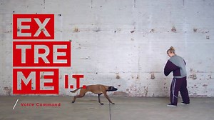 Lots of people can try to explain how Voice Command works. But can they do it while being attacked by a dog? Watch the full version here: http://lnv.gy/2tCCmSt | Lenovo