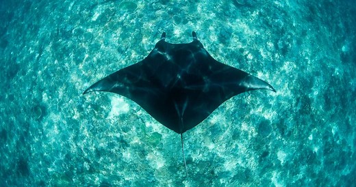 Daily Diving in Komodo with Uber Scuba | Fun Diving Day Trips