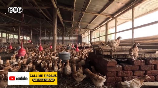 How to Brood Layer Chicks the RIGHT Way (Step-by-Step Guide) | Tabitha Namusobya