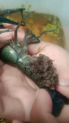 Mister Cray on Reels