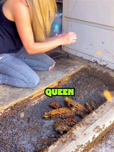 I found a HIDDEN city under my floor... 🐝🏠 #shocking