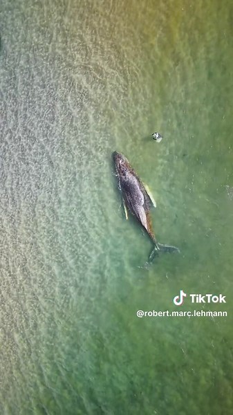 Auch wenn die Hoffnung auf Erfolg extrem gering ist, muss man es immer versuchen. Immer ♥️🐋 #walrettung #wal #walstrandung #missionerde #robertmarclehmann