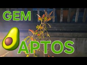 PLANTING A GEM AVOCADO TREE IN APTOS CALIFORNIA