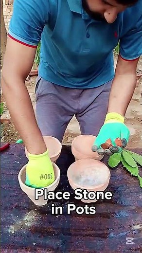 Propagating Prickly Pear Cactus from Cuttings 🌵 Easy Method