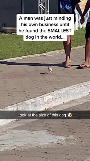 Smallest Dog in the World Size Comparison to a Chihuahua and Wolf Dog