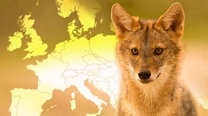 Hier breitet sich der Goldschakal in Deutschland aus