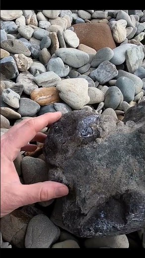 Rare fossil skull #fossils #skull #science #paleontology