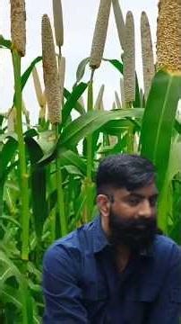 तिलक पे चावल ही क्यों लगाते हैं। by rajveer sir springboard academy jaipur