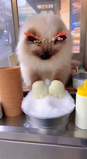 A Ragdoll Cat – is working as a Coconut Ice Vendor