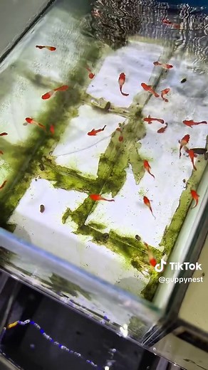 Guppy Tank and Tub Setup Guide for Beginners