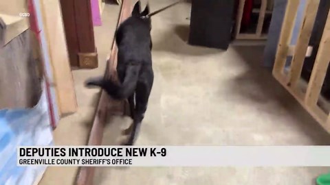 Greenville County Sheriff's Office welcomes newest K-9