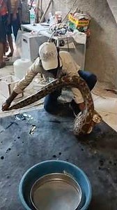 #pythonsnake #pythonsnakevideo #viralpythonsnakevideo #pythonattack