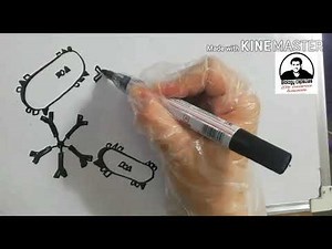 Agglutination (Clumping) mechanism of antibodiesرسمة مهمة ما بين السطور