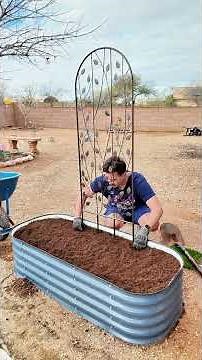Filling my Epic Gardening bed with dirt, bush beans and a Costco trellis 🌱
