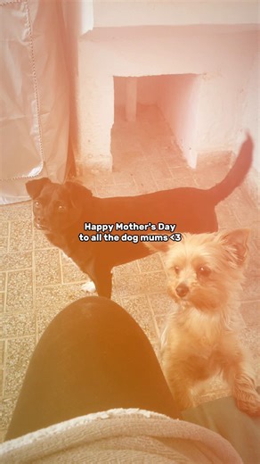 Happy Mothers Day 🐾🐾🌸🌸 #dogmom #dogs #fyp #mothersday