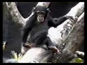 Comedy Too FUNNY!!! Monkey Smells His Own Finger And Falls Out Of A Tree!!!