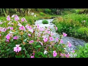 Peaceful Stream with Wildflowers 🌸 Relaxing Nature Scenery for Deep Calm