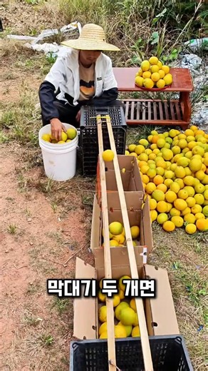 A super simple fruit sorting method anyone can follow 🍋 #GreatTip #DIY