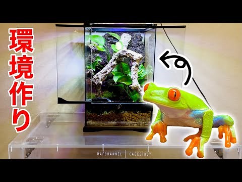 炭化コルクボードを活用し樹上棲カエルの飼育環境を作る【アカメアマガエル｜ビバリウム】