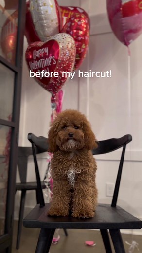 Cavapoo Puppy Grooming Transformation for Valentines Day