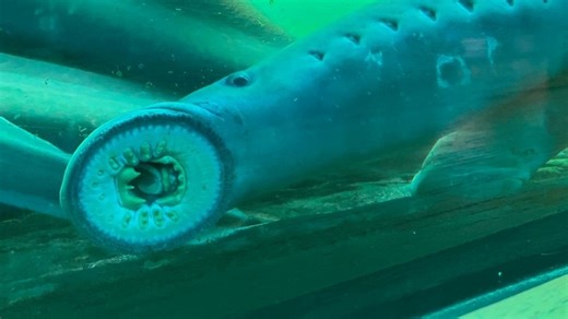 'Lampreypalooza' at Bonneville Dam celebrates fish's cultural and scientific importance