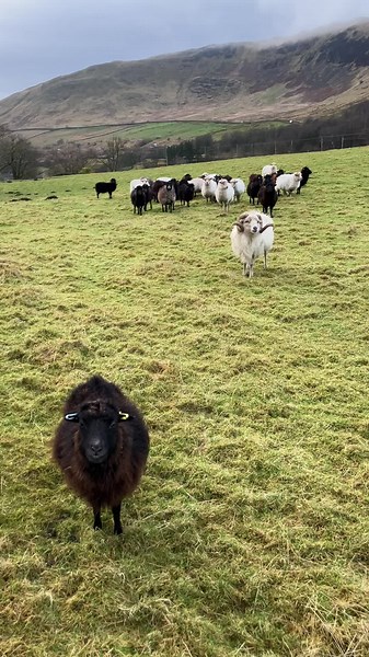 Discover the Tiny Ouessant Sheep Breed