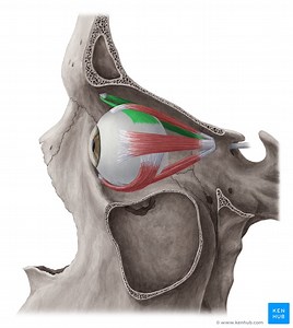 Superior oblique muscle