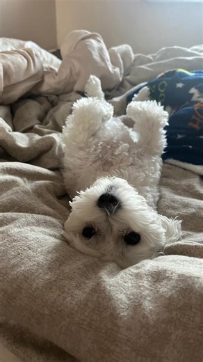 47K views · 4.8K reactions | You mean I have to wake up and get moving again? No sleeping in today? Mom I think it would benefit both of us if you crawled back into bed and slept a bit longer…trust me we both need it 藍 #lifewithhaley #wakeupcall #notmoving #startthedayright #ilovemybed | A day in the life of Minnie's Little Sister Haley | Facebook