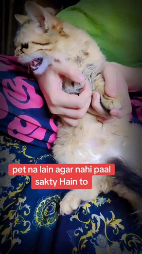 How to Unfreeze Your Pet Account