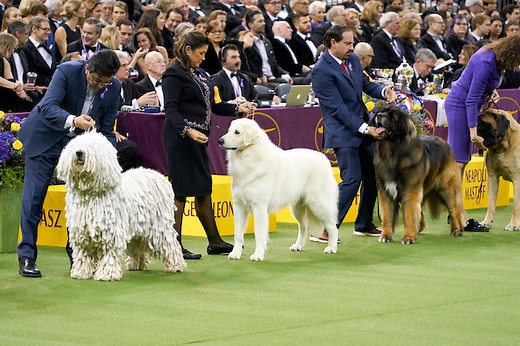 How to Watch the 2026 Westminster Kennel Club Dog Show