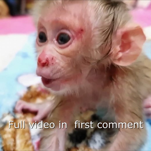 Rescue newborn monkey Aba got Abandoned #08 Full Video Please Check First Comment Thank you ! | Monkey Wild