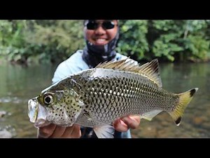 Solomon Island Jungle Fishing