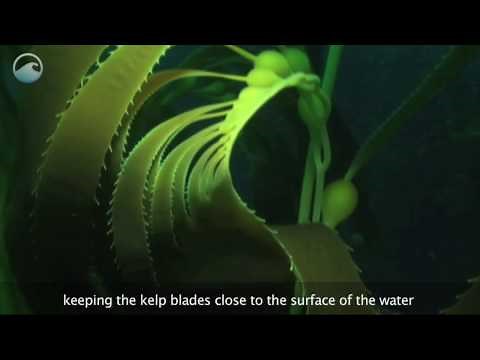 Underwater Kelp Forests