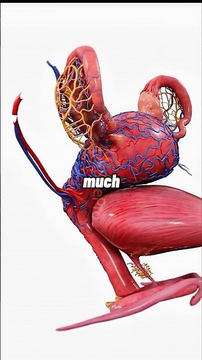 You Won’t Believe Which Muscle Is the Strongest 😮