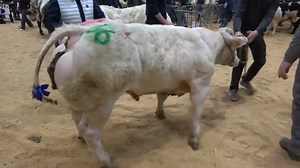 4.1K views · 71 reactions | Bovinos Blue Blanc belge / Azul Belga Raza terminal o puras para Producir carne. Llevan el gen de doble músculo que le permite Ganar peso rápido para mayor rendimiento a la canal. SEMEN Disponible ☎️ 938 263 380  informes@elganadero.pe  www.elganadero.pe | El Ganadero | Facebook