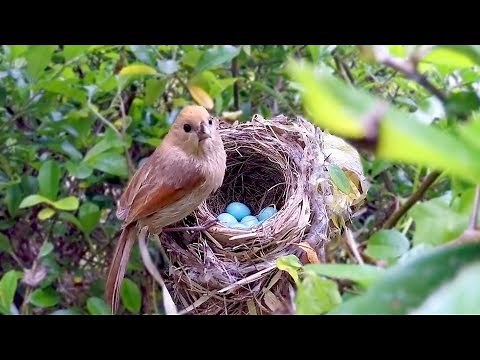 Bird hatching and brooding (HD)