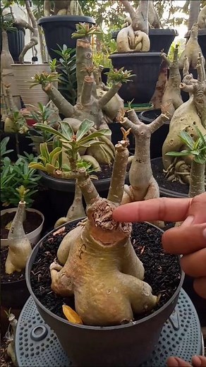 Tips for Dealing with Rotting Adenium Corms