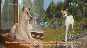 Carolina Dog vs. Lài Dog: A Comparison of Unique Breeds