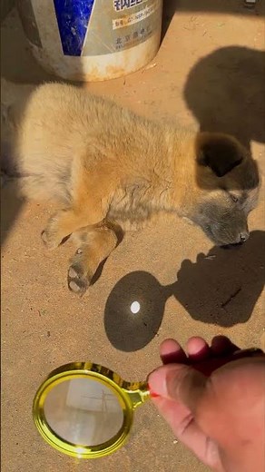 😂 Testing Dog's Paw With Magnifying Glass... His Reaction is Priceless!