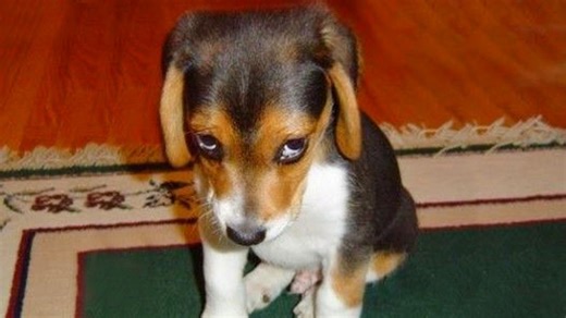 When your dog just won't admit guilt